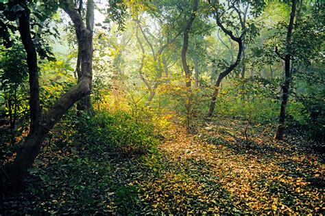 Forest Background 3 Free Stock Photo Public Domain Pictures