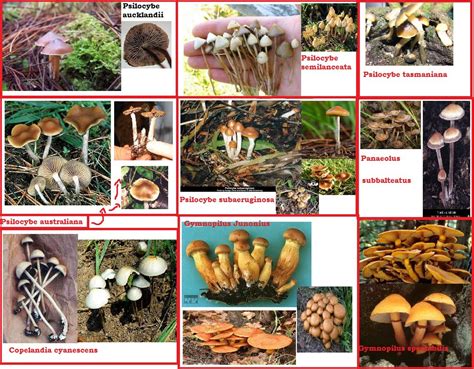 Psychedelic Mushroom Picking Guide - All Mushroom Info