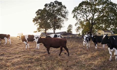 18 Organizations Working to Improve Livestock Management Practices ...