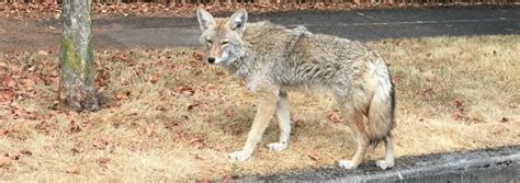 Urban Coyotes Keeping Your Pets Safe