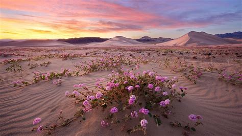 Sand Desert Pink Verbena Flowers Nature Hd Wallpaper