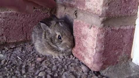 If local laws permit, relocate the rabbit at least 5 miles away. Catching a Baby Screaming Bunny - YouTube