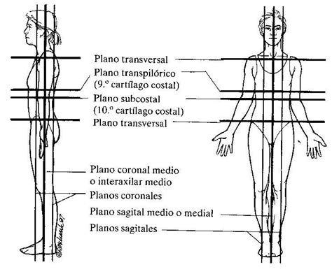 Radiologia E Imagen Cetis 76 Regiones Anatomicas Radiologicas