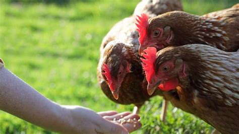 A Deadly Salmonella Outbreak Spanning 47 States Gets Linked To Backyard Chickens And Ducks