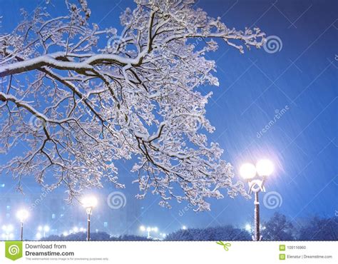 Amazing Winter Night Landscape Of Snowy Trees And Shining Lights Stock