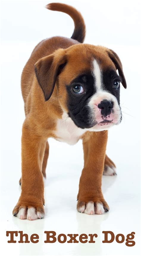 25 Facts About A Boxer Dog Picture Bleumoonproductions