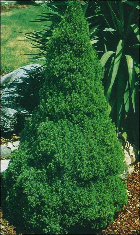 Small Pine Shrubs For Landscaping Home Improvement