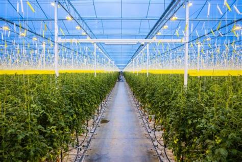 Hi Tech Greenhouses To Be Built On Two East Anglia Farms Farminguk News