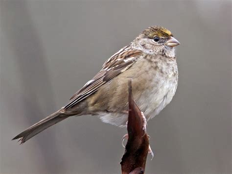 Golden Crowned Sparrow Ebird