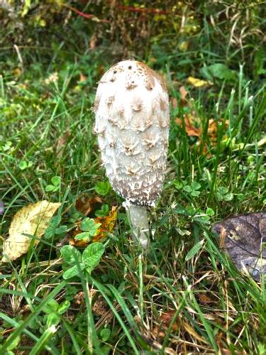 Missouri Mushrooms Missouri Network