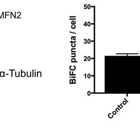 Mitofusin 2 Mfn2 Levels Influence The Number Of V1 Erv2 Mito Bifc
