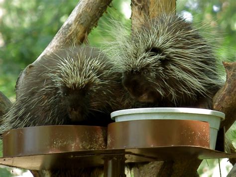 Porcupine Pair Smithsonian National Zoo Andrew King Flickr
