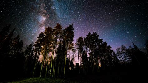 Wallpaper Pine Forest Starry Sky Stars Night Hd Picture Image