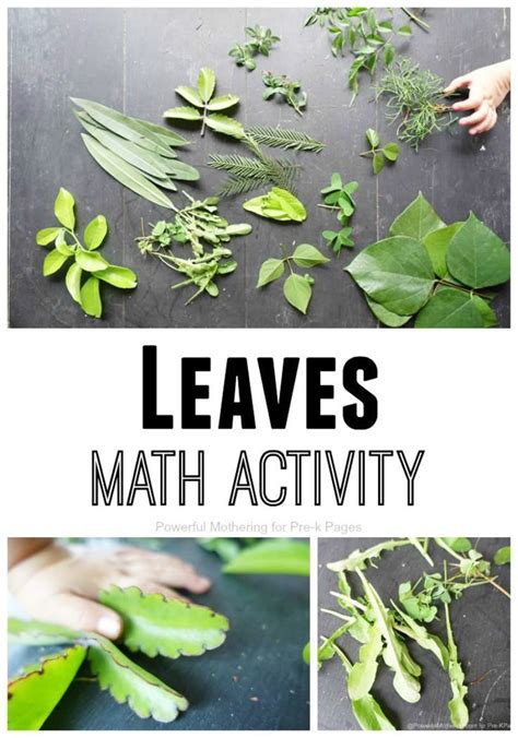 Leaves Nature Math Activity for Preschool | Leaf math, Math activities