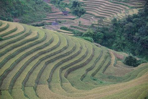 The Scenery Of Terraced Fields In Mu Cang Chai In The Ripe Rice Season