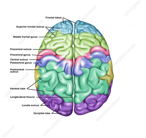 Top View Of Normal Brain Illustration Stock Image F0318226