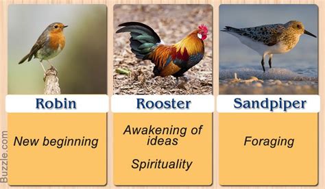 Pretty Enthralling Bird Symbolism And Their Meanings Animal Medicine
