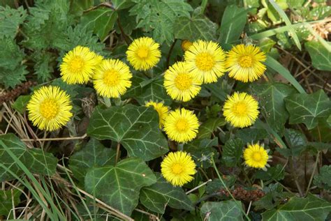 Backyard Patch Herbal Blog Coltsfoot Herb Of The Week