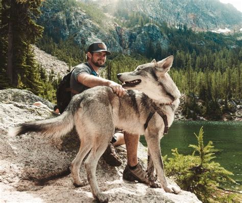 How To Keep A Wolf As Pet Wastereality13