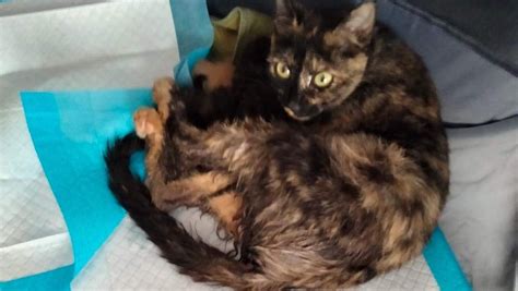 Fundraiser By Laura Broder Help Mama Piper With Her Mangled Tail