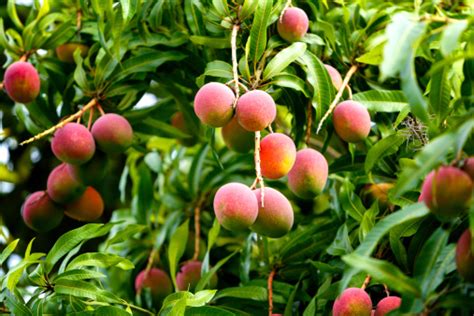 Tropical Fruits Ripe Mangoes Growing On Tree Stock Photo Download