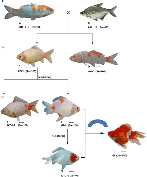 The Formation Of The Goldfish Like Fish Derived From Hybridization Of