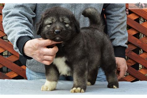 Caucasian Mountain Dog Puppy For Sale Near Romania 4b593268 3871