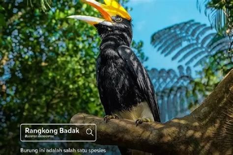 Informasi Taman Safari Bogor Terbaru Berapa Harga Tiket Masuk Dan