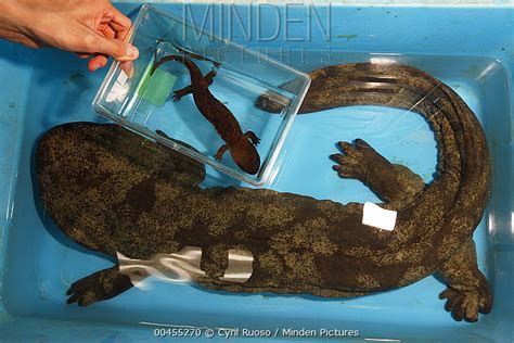 The japanese giant salamanders are distinguished from the chinese giant salamander by having large tubercles on the head and throat that are both the chinese and japanese giant salamanders are listed as cities i species and also receive other national and regional protection in their. Minden Pictures - Japanese Giant Salamander (Andrias ...