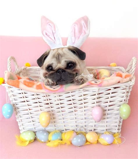 Happy Easter Everypuggy 🐇🐣💕 Easter Pet Photos Baby Pugs Easter Pets