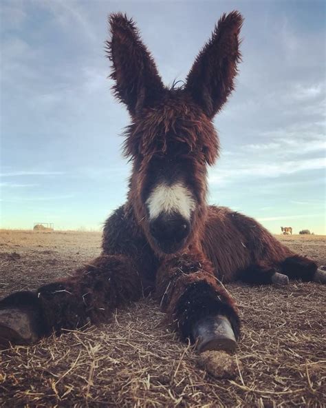 Texas Poitou Donkeys Harper Perfecting Her Chill Cute
