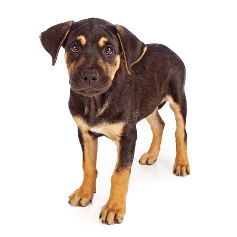 Rottweiler Mix Puppy Laying Down Stock Image Image Of Groomed