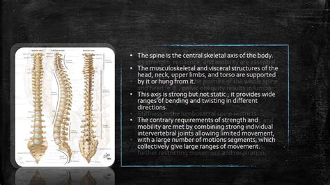 Functional Anatomy Of The Adult Lumbar Spine Youtube
