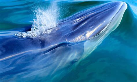 Brydes Whale Vs Blue Whale Key Differences Explained Wiki Point