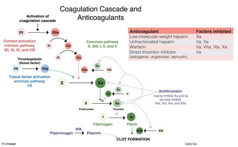 Blood Clotting Cascade Simple Coagulation Cascade With Mnemonics
