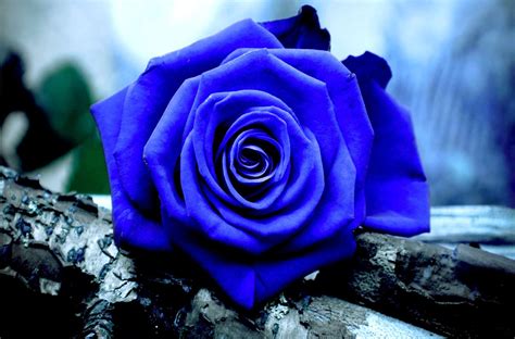 Blue Rose Hd Wallpapers Top Free Blue Rose Hd Backgrounds