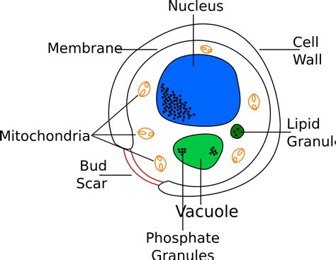Fileyeast Cell Englishsvg Wikimedia Commons
