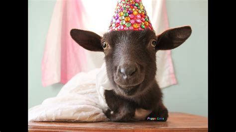 Goats Birthday Youtube