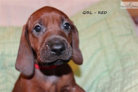 Red Tick Coonhound Puppies Facts About The Redtick Coonhound Dog