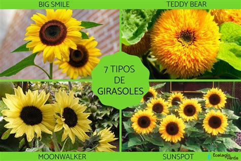 Total Imagem Tipos De Girassol Flores Br Thptnganamst Edu Vn