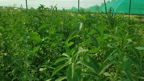 How To Grow Stevia Grow Stevia From Cuttings And Seeds Stevia Care