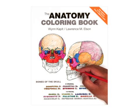 anatomy coloring book  edition coloring concepts
