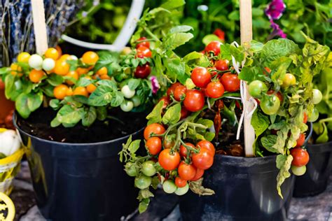Consider growing bush variety beans in partial shade conditions as. Vegetable Gardening in a Small Space