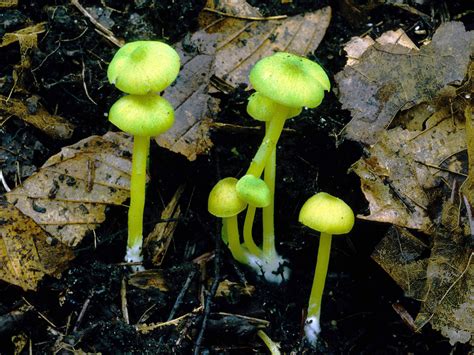 Leptonia Incana Green Mushroom