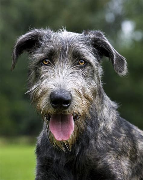 Irish Wolfhound Dog Breed Information Pictures Characteristics