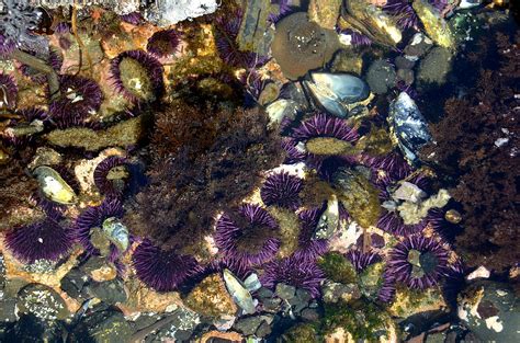 Edupic Coastal Biomes And Habitats