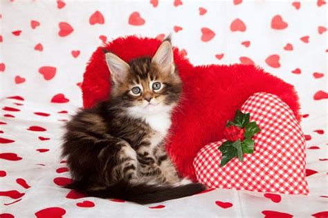 20 Cats Who Want To Be Your Valentine This Valentine S Day [pictures] Cattime Valentines Day