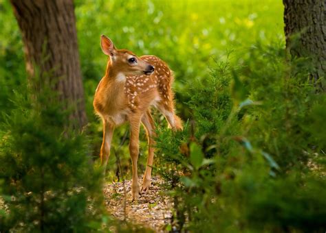 nature, Animals, Deer, Mammals Wallpapers HD / Desktop and Mobile
