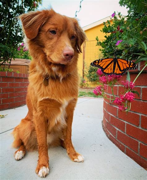 Photos Show A Dog Who Is Best Friends With Monarch Butterflies