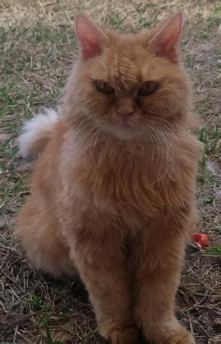 They've been very helpful and supportive of me as a. Kassandra Maine Coon Young - Adoption, Rescue for Sale in ...
